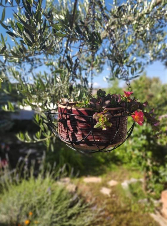 Apartmani Lucica Jezera Esterno foto