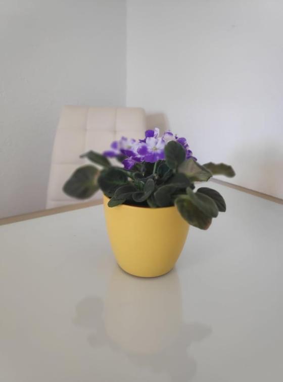 Apartmani Lucica Jezera Esterno foto